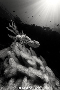 lights and shapes of the reef by Marco Fierli 